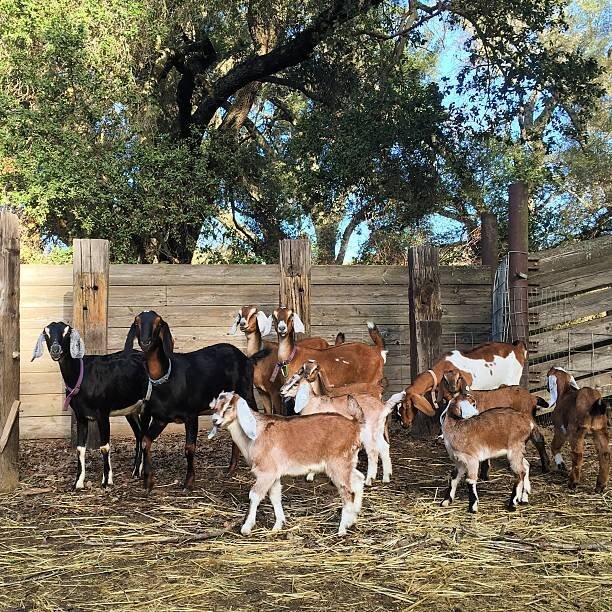  Quality health Boer Goats,and Nubian Goats for sale urgently. - {CATEGORY}