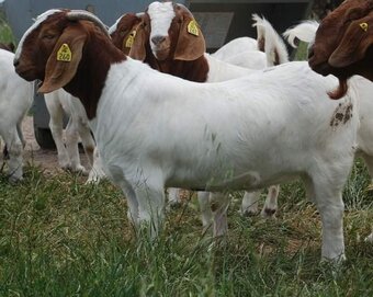 Quality health Boer Goats,and Nubian Goats for sale urgently.