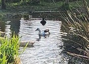 Duck and drake for sale