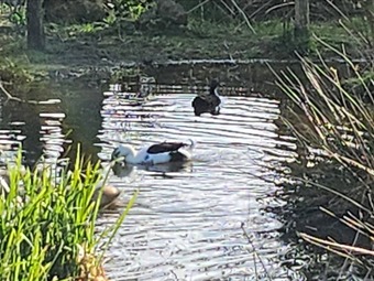 Duck and drake for sale