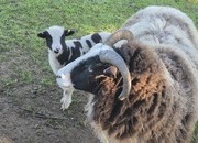 Jacob Flock Dispersal, Rams, Ewe with Lambs at Foot, Ewe Lamb