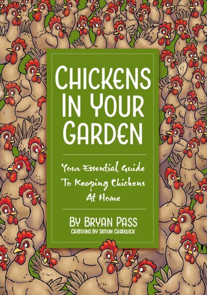  Quality Hybrid Chickens at Point of lay