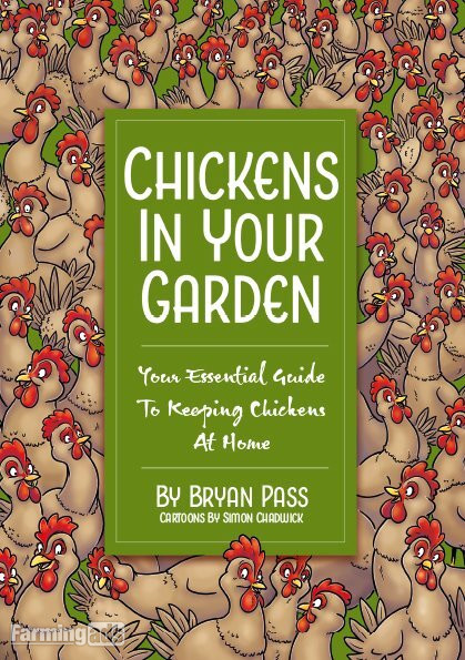  Quality Hybrid Chickens at Point of lay