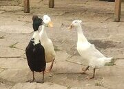 6 x Crested Indian Runner Duck Eggs for hatching