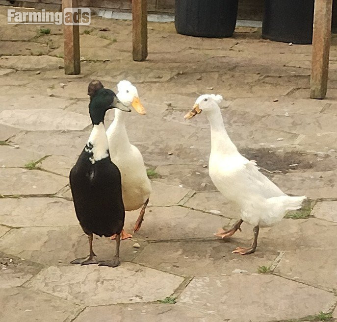 6 x Crested Indian Runner Duck Eggs for hatching