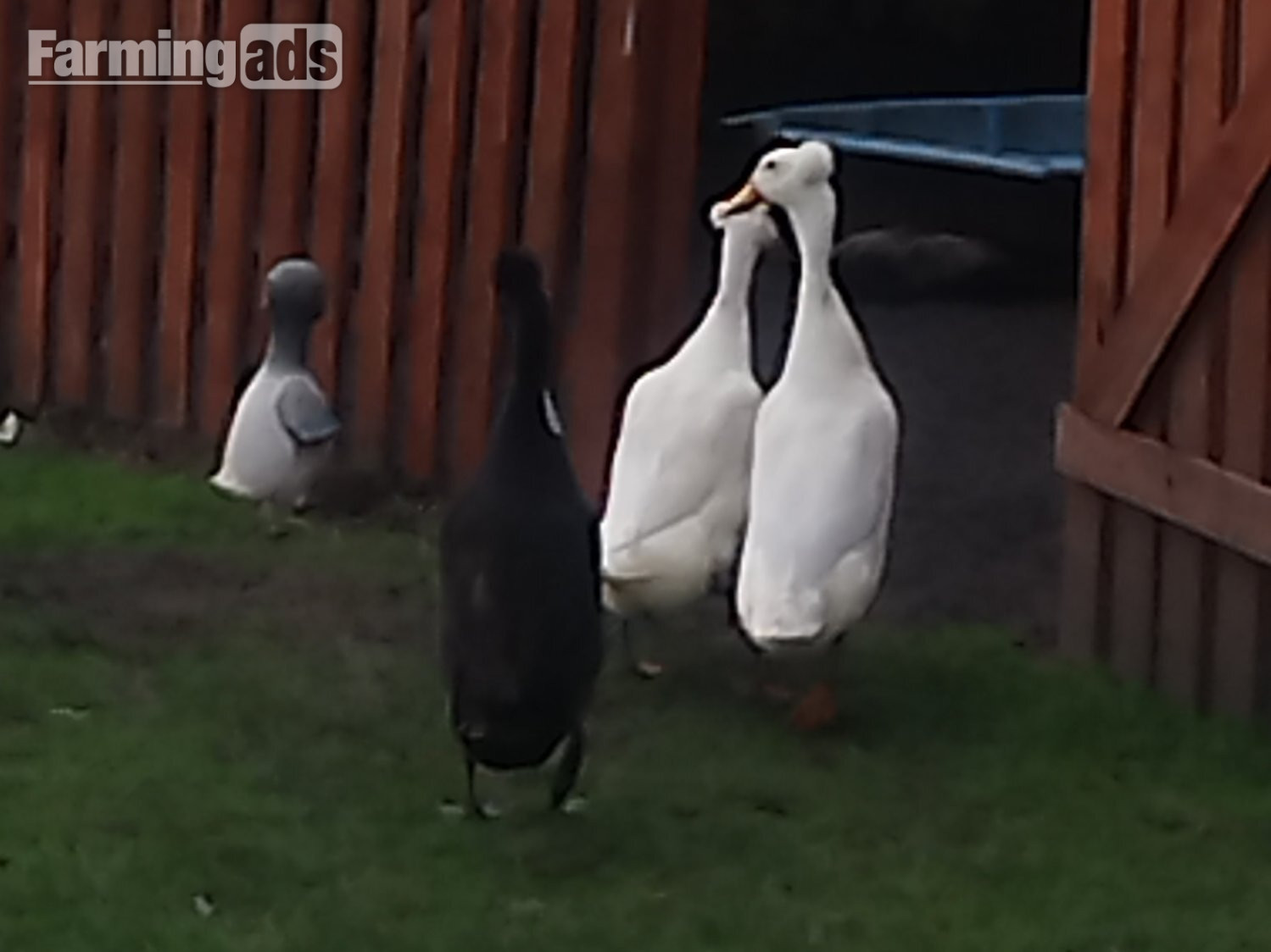6 x Crested Indian Runner Duck Eggs for hatching