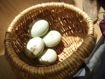 6 x Crested Indian Runner Duck Eggs for hatching