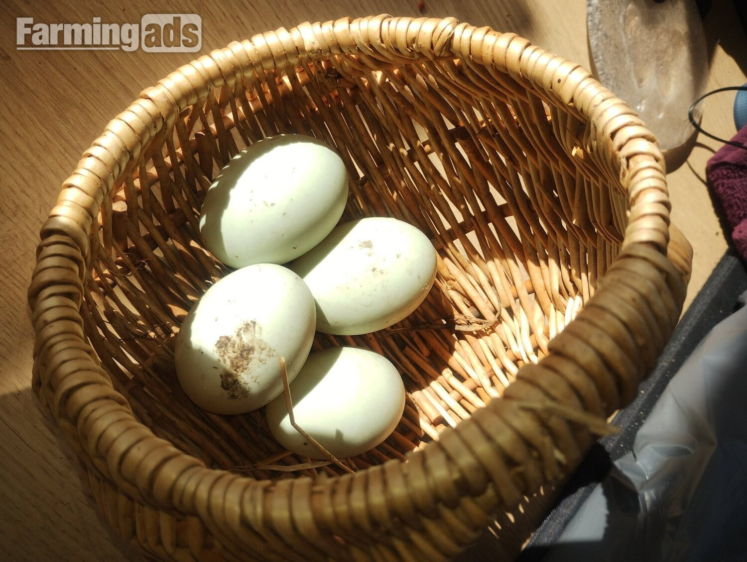  6 x Crested Indian Runner Duck Eggs for hatching