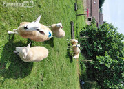 Ive got 3 beautiful Welsh mule / Texel ewe lambs 