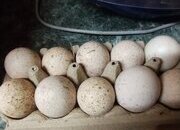 6 x Bourbon Red Turkey eggs for hatching