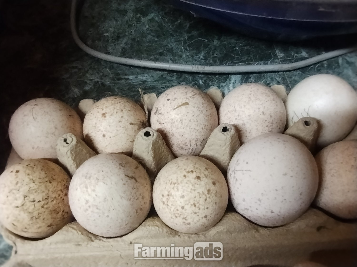 6 x Bourbon Red Turkey eggs for hatching