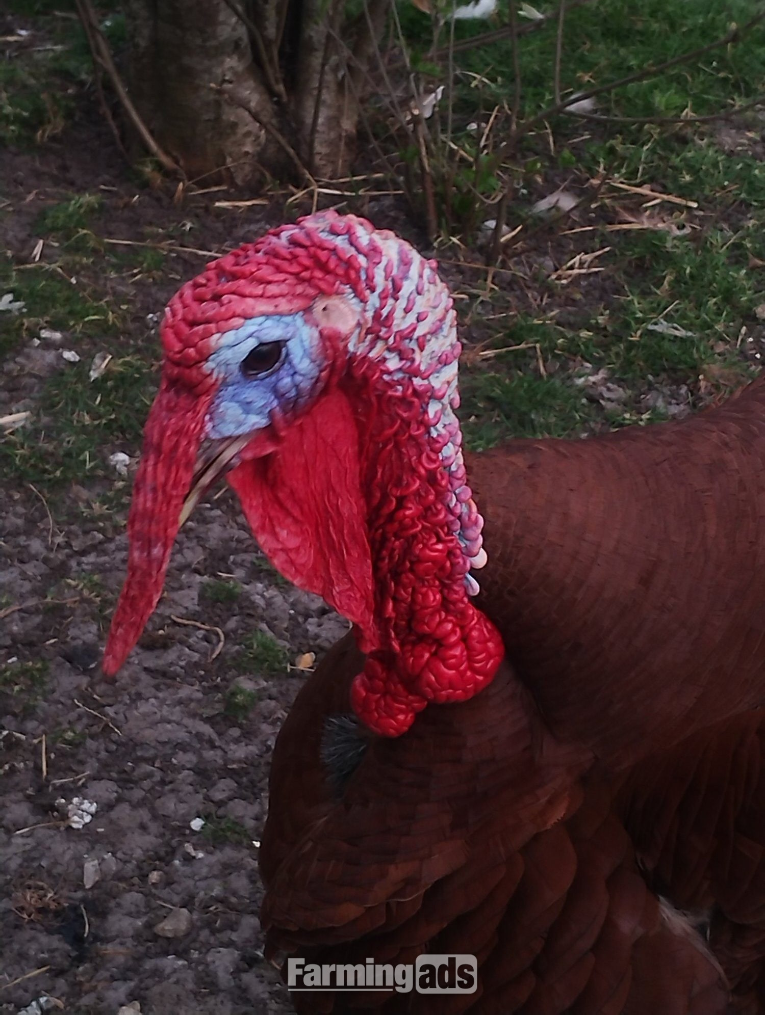 6 x Bourbon Red Turkey eggs for hatching