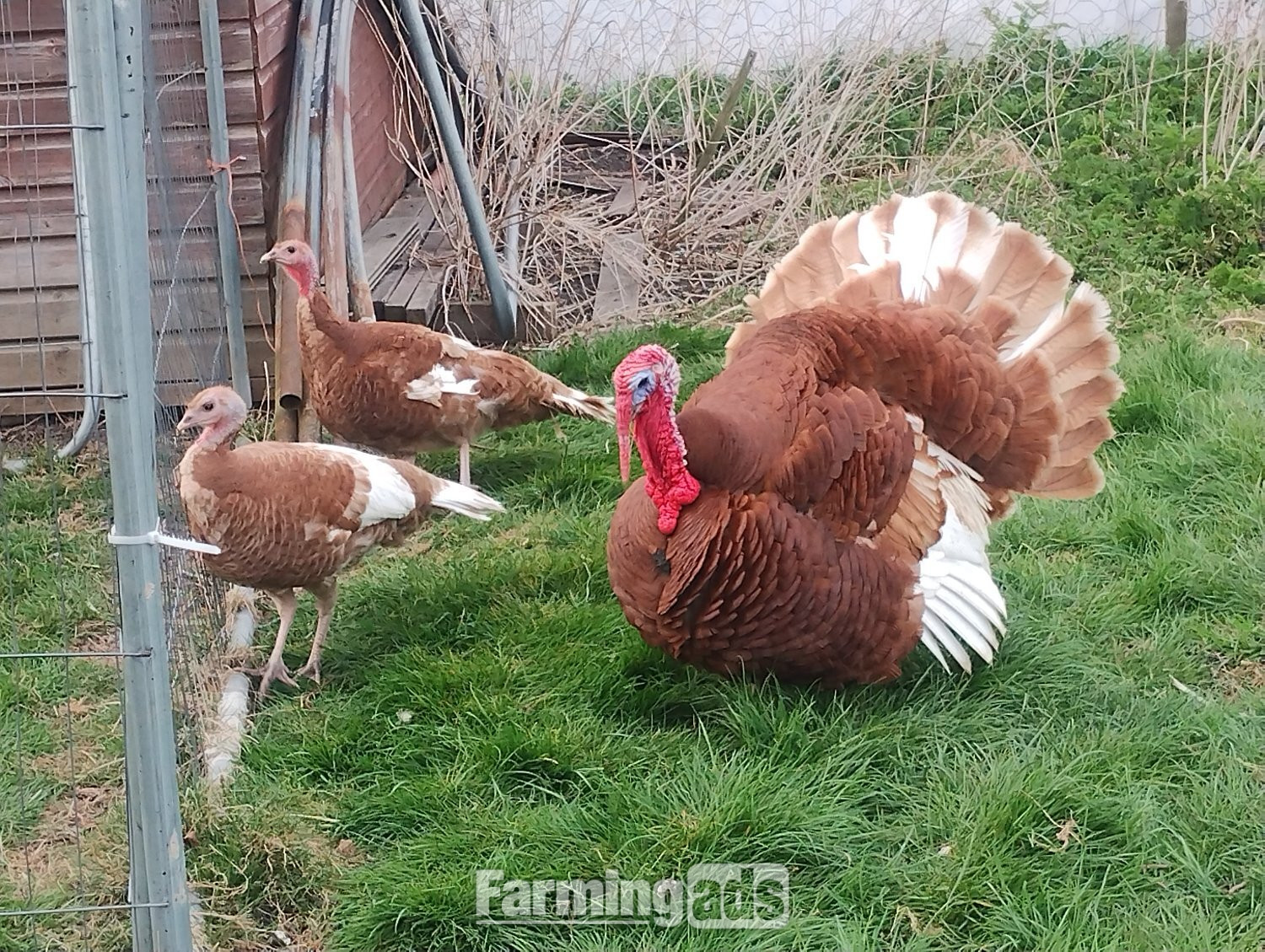  6 x Bourbon Red Turkey eggs for hatching