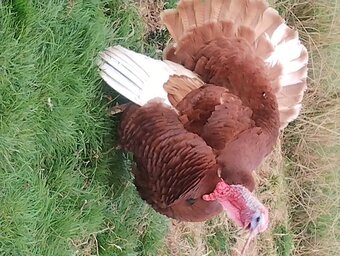 6 x Bourbon Red Turkey eggs for hatching