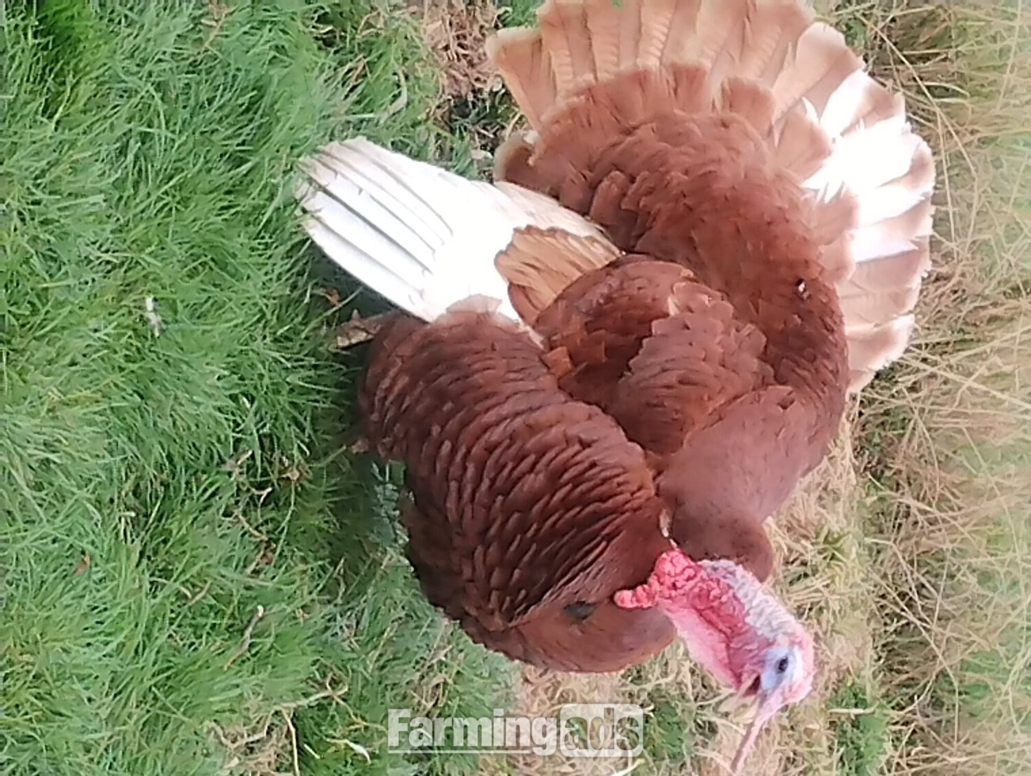 6 x Bourbon Red Turkey eggs for hatching - {CATEGORY}