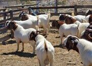 Quality health Boer Goats,and Nubian Goats for sale urgently.