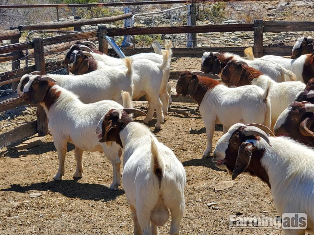 Quality health Boer Goats,and Nubian Goats for sale urgently.