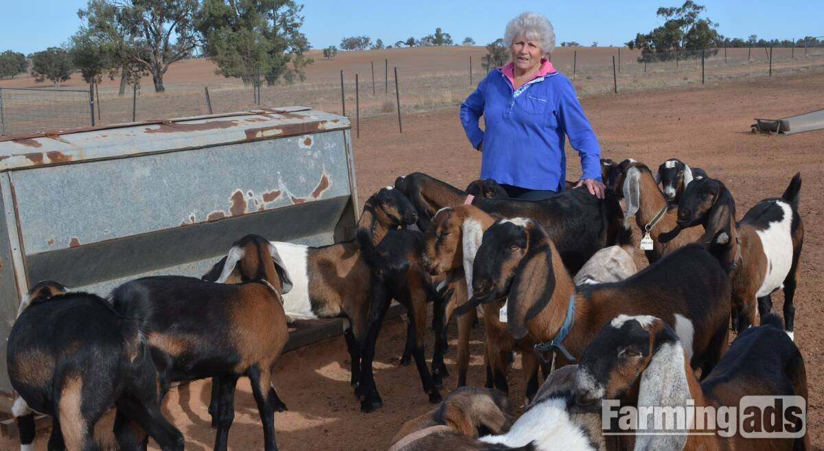  Quality health Boer Goats,and Nubian Goats for sale urgently.