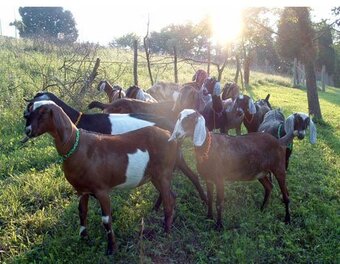 Quality health Boer Goats,and Nubian Goats for sale urgently.