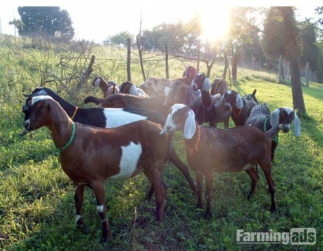 Quality health Boer Goats,and Nubian Goats for sale urgently. - {CATEGORY}