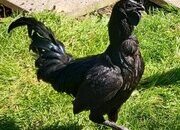 Ayam Cemani for sale in London.