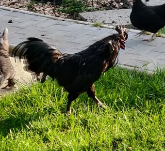 Ayam Cemani for sale in London.