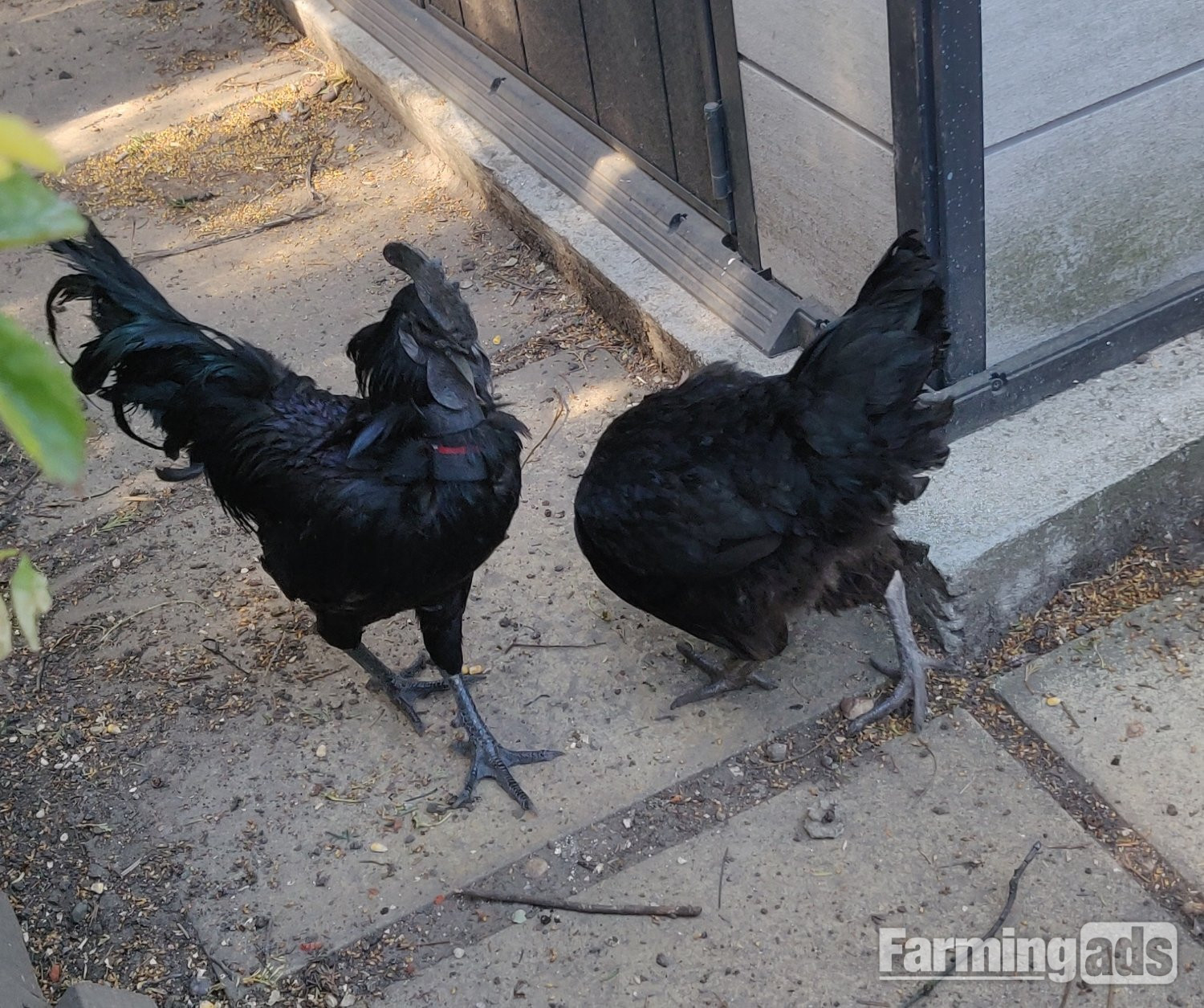 Ayam Cemani for sale in London.