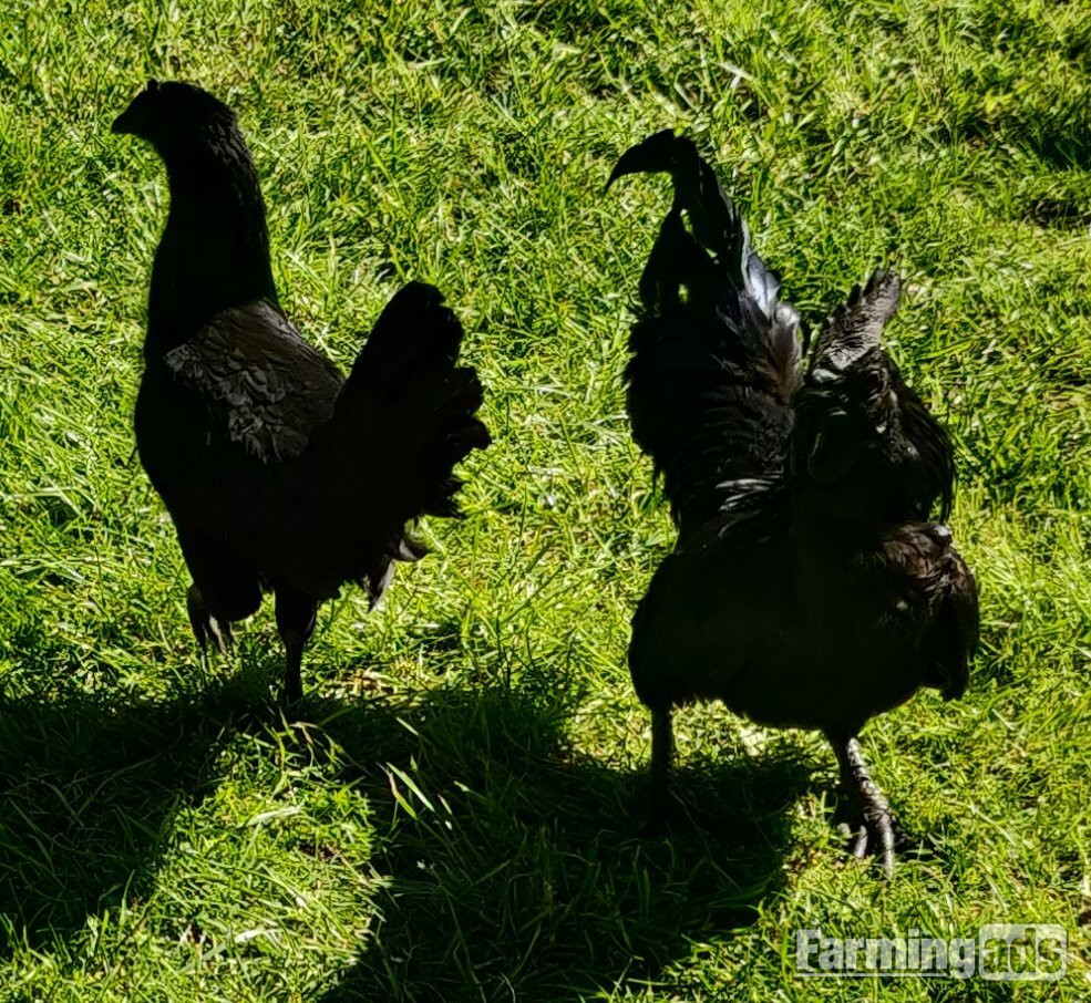 Ayam Cemani for sale in London. - {CATEGORY}