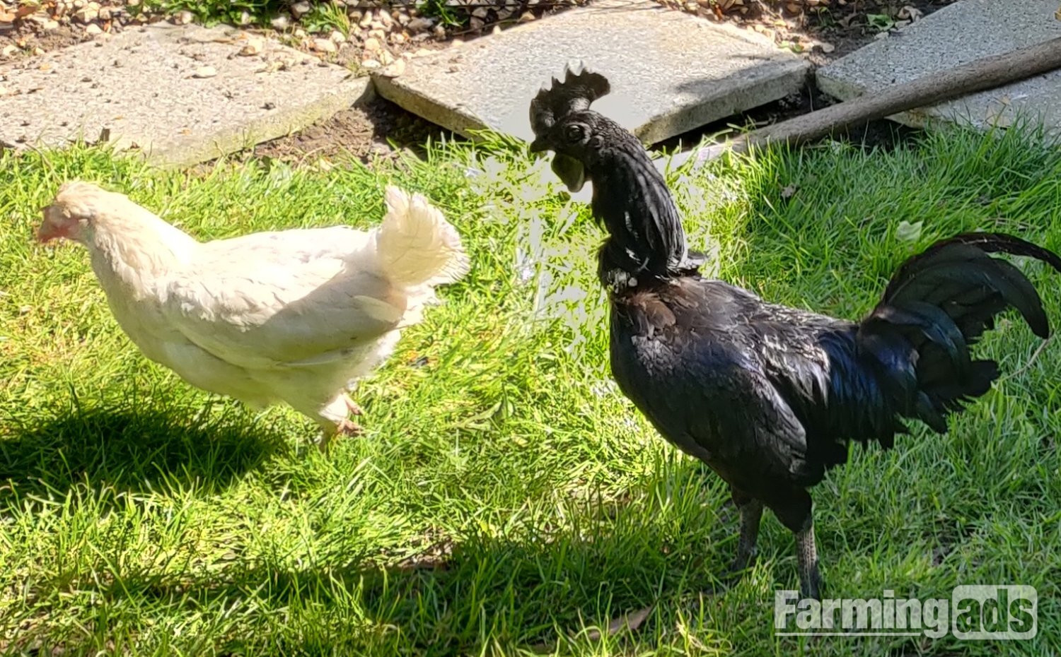 Ayam Cemani for sale in London. - {CATEGORY}