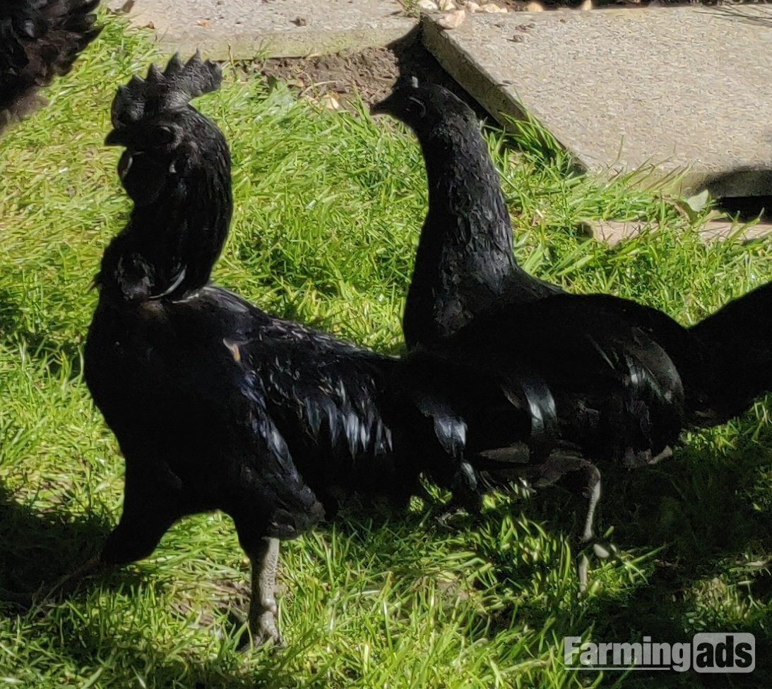 Ayam Cemani for sale in London. 