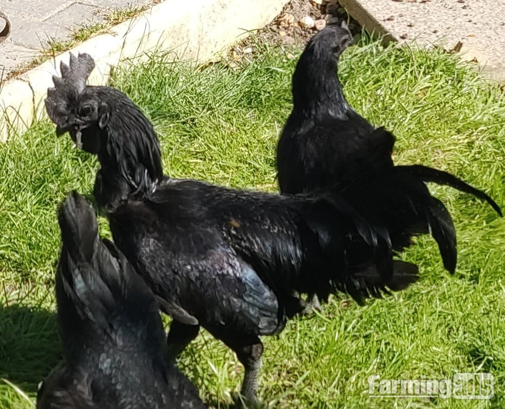 {CATEGORY} - Ayam Cemani for sale in London.