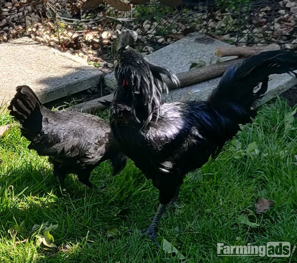 {CATEGORY} - Ayam Cemani for sale in London.