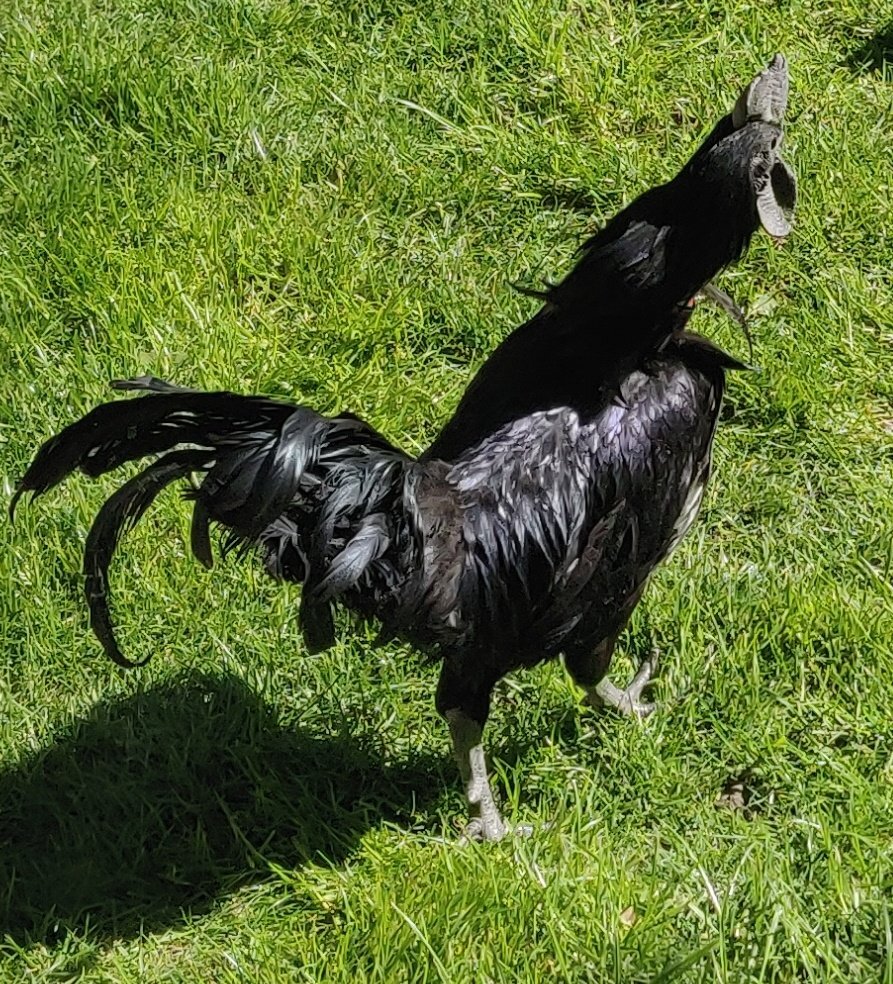 Ayam Cemani for sale in London.