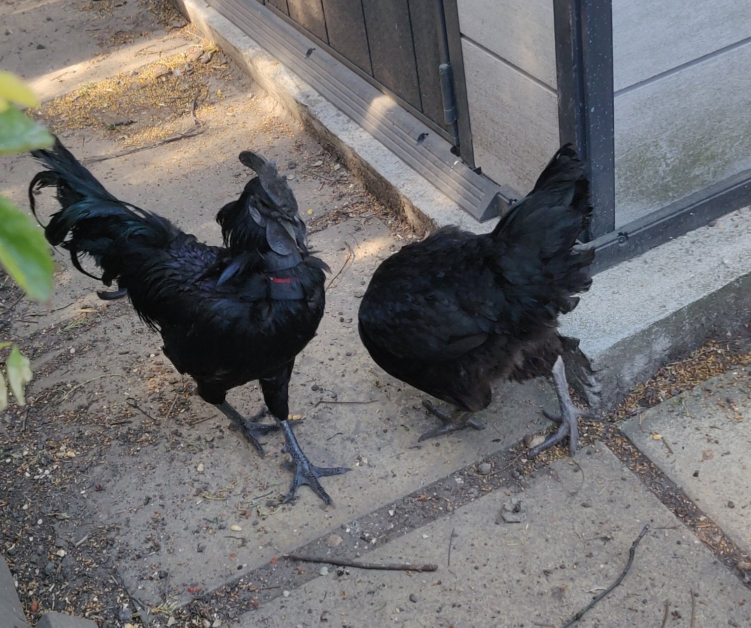  Ayam Cemani for sale in London.