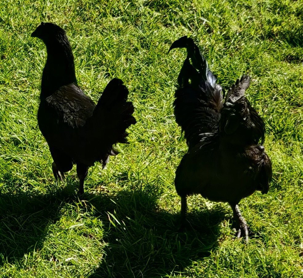 Ayam Cemani for sale in London. - {CATEGORY}