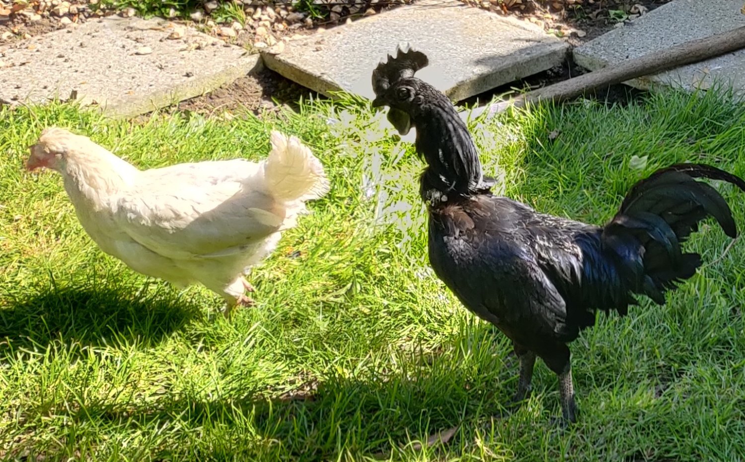 Ayam Cemani for sale in London. - {CATEGORY}