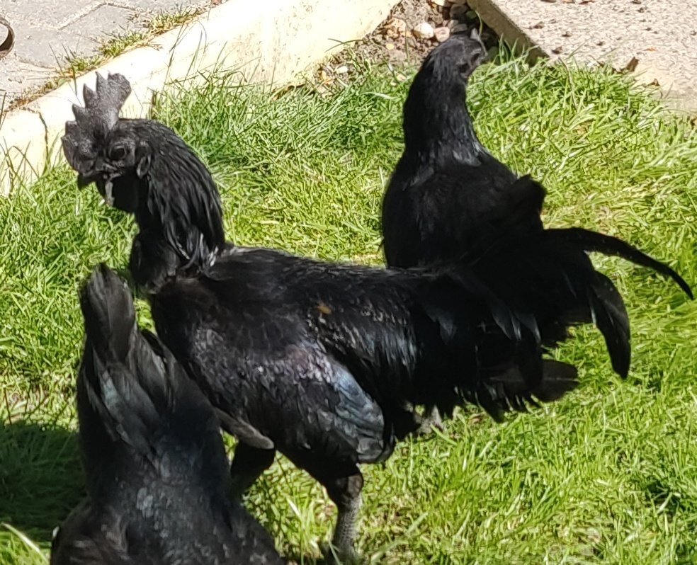 Ayam Cemani for sale in London. 