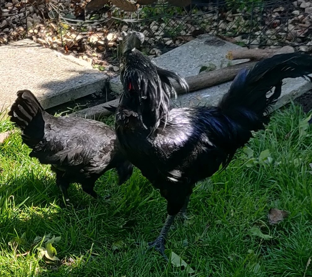 {CATEGORY} - Ayam Cemani for sale in London.