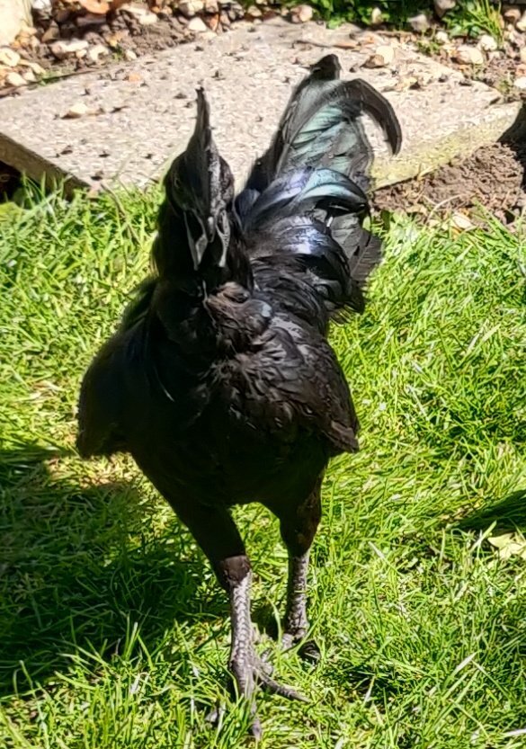 {CATEGORY} - Ayam Cemani for sale in London.