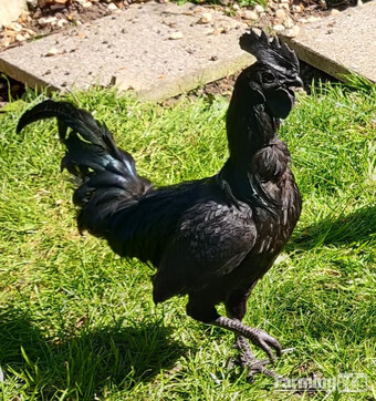 Ayam Cemani for sale in London.