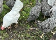 Barred Marans - Point of Lay Hens