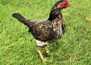 Bantams for sale