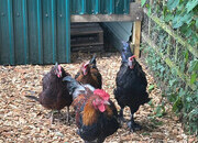 RARE BREED cockerels for sale (look at description for more)