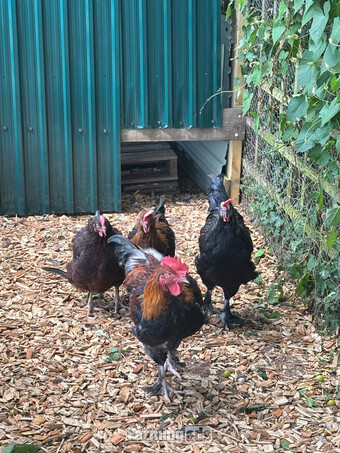 RARE BREED cockerels for sale (look at description for more)