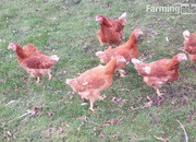 Point of Lay Bovan Brown chickens now available 