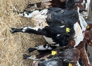 27 store cattle for sale 