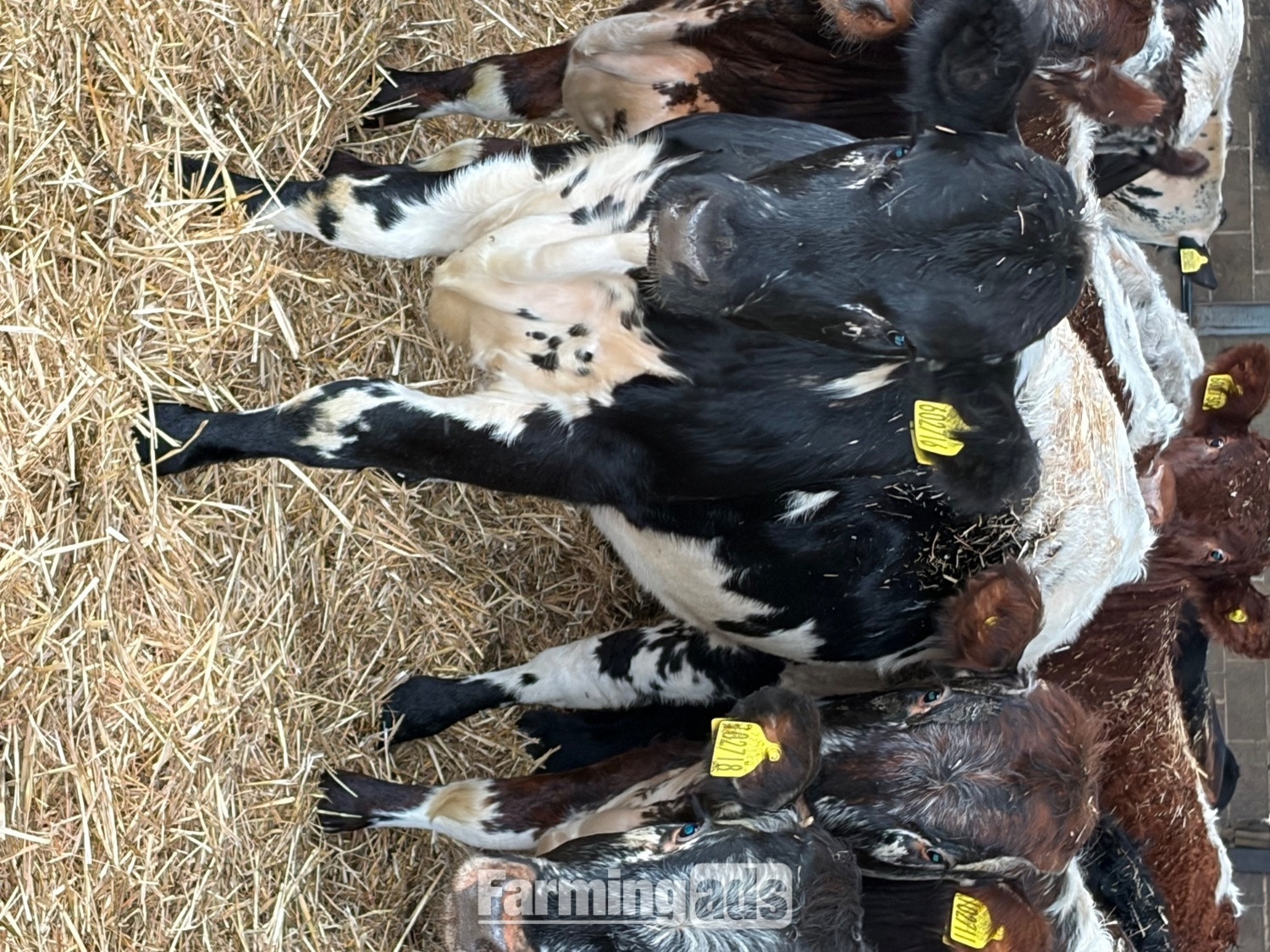 27 store cattle for sale 