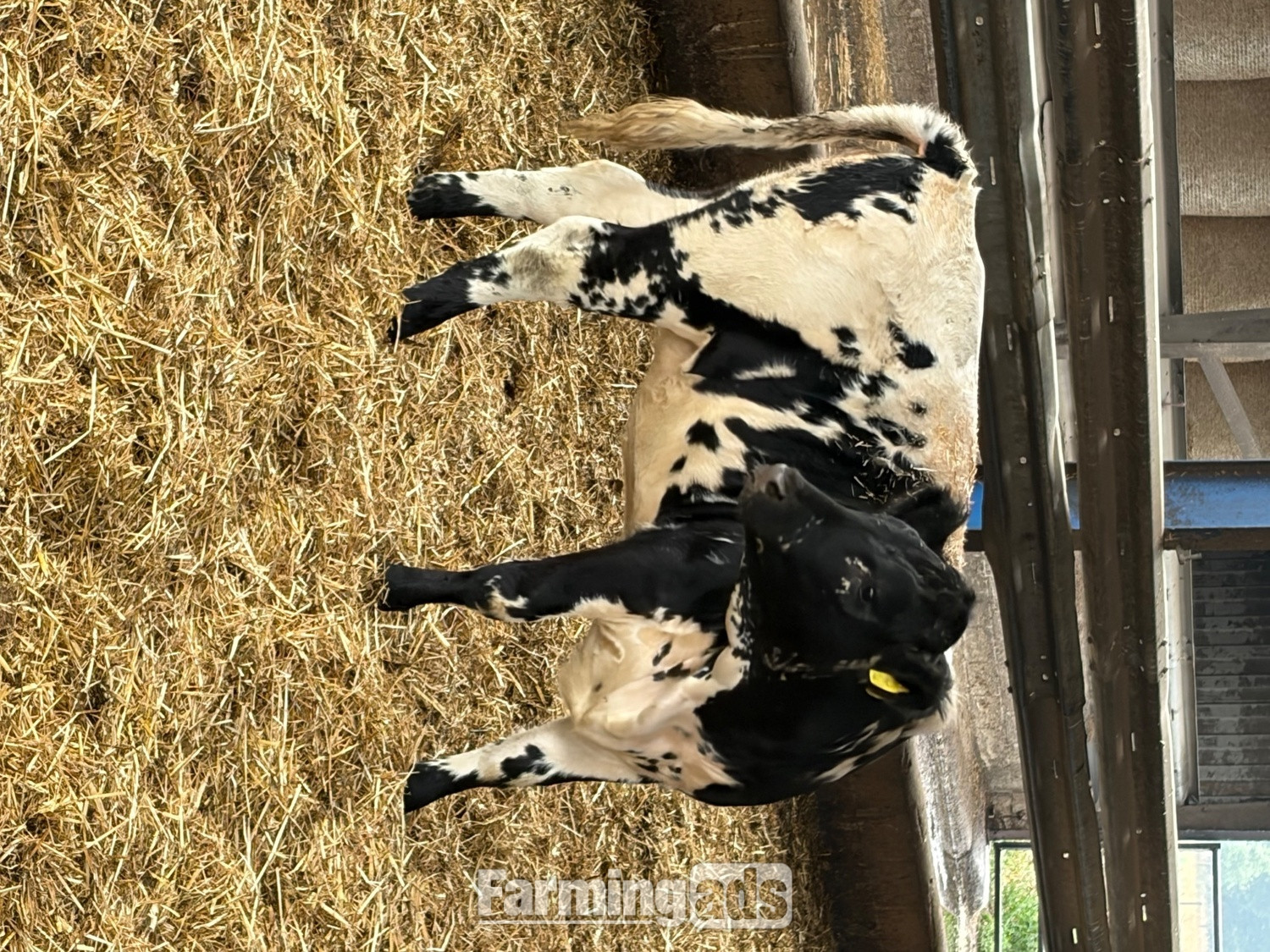 27 store cattle for sale 