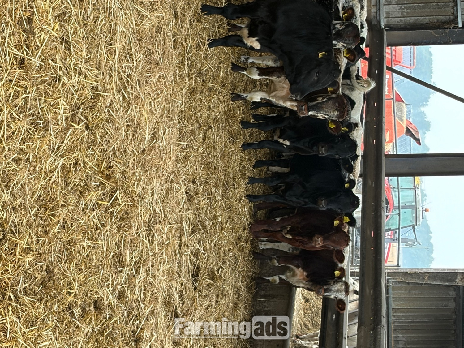  27 store cattle for sale 