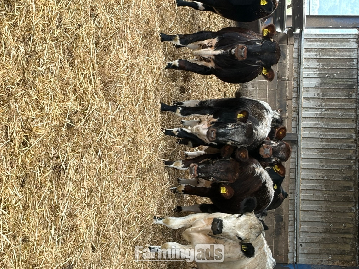 27 store cattle for sale  - {CATEGORY}